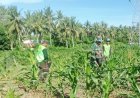 Dukung Program Pemerintah, Babinsa Kodim 1401/Majene Aktif Dampingi Petani Jagung